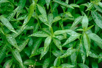 Closeup of Green chiretta (Andrographis paniculata) plant, popularly known as Kalmegh in Bengali language and is being used as medicinal plant from age old days in Indian Subcontinent.