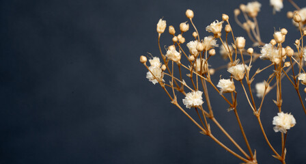 Dried gypsophila flowers macro. Cream Baby's Breath