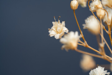 Dried gypsophila flowers macro. Cream Baby's Breath