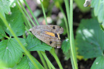 Large yellow underwing (Noctua pronuba). The caterpillars of this species are dangerous pests of...