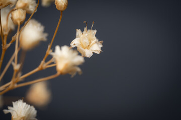 Dried gypsophila flowers macro. Cream Baby's Breath