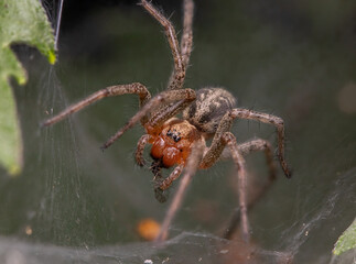 spider on a web eating 