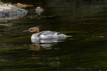 Common Merganser