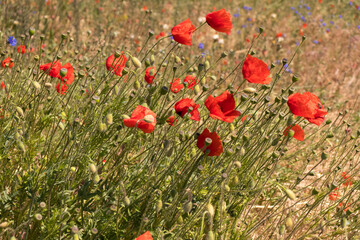 Fototapeta premium Poppy field in summer