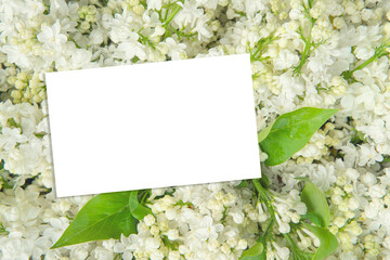 Closeup white lilac background with business paper card