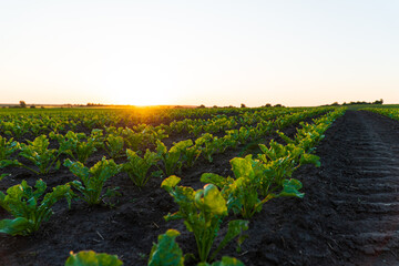 Landscape view of a young sugar beet field. Sugar beet field with sunset sun - obrazy, fototapety, plakaty
