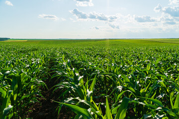 Corn growing on an industrial scale. Growing corn