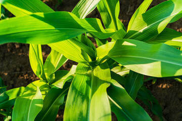 Close up green young corn. Fresh green corn. Green corn leaves