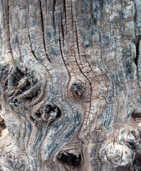 Texture of old grey knotted wooden log