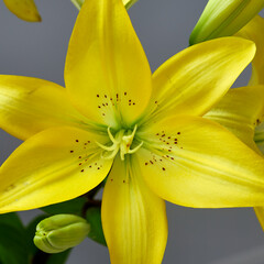 lily flower growing on white background