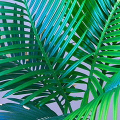 palm tree growing on a white background