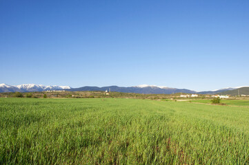 Green field, blue sky in Southern Bulgaria, springtime