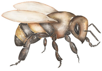 Watercolor Bumblebee clipart, bee illustration, honeybee hand painted clip art. Summer insect, symbol for postcard, poster, banner and website.