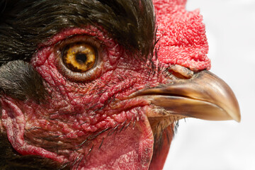 Close up portrait of chicken eye with cataract