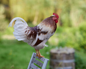 White brown rooster in the farm standing on chair