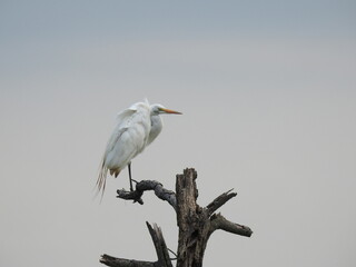 Great egret perched on a withered tree branch at the Bombay Hook National Wildlife Refuge, Kent County, Delaware.