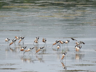 A group of American avocets enjoying a beautiful summer day at the Bombay Hook National Wildlife Refuge, Kent County, Delaware.