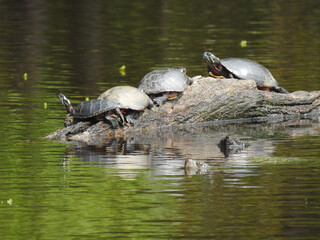 Painted turtles basking in the sun, while a pair of snapping turtles swim by. Bombay Hook National Wildlife Refuge, Kent County, Delaware.   
