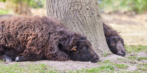 Brown ouessant sheep resting under tree