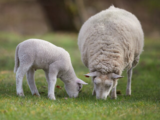White sheep and lamb on meadow