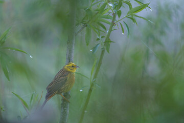 Yellowhammer in the fog