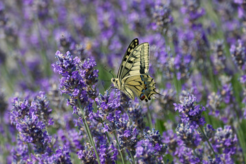 Old World Swallowtail or common yellow swallowtail (Papilio machaon) sitting on lavender in Zurich, Switzerland