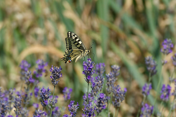 Old World Swallowtail or common yellow swallowtail (Papilio machaon) sitting on lavender in Zurich,...