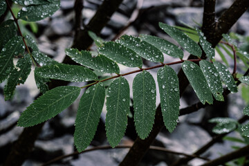 leaves in the rain