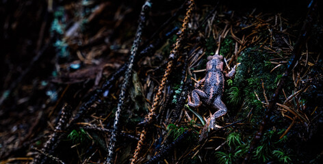 frog on the tree