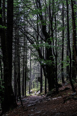 footpath in the woods