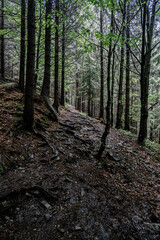 footpath in the woods