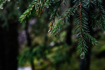 Fototapeta na wymiar branches of a fir tree