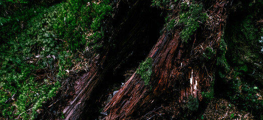 rain drops on the tree