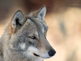 Obraz premium portrait of a gray wolf