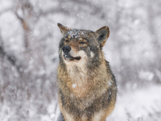 Fototapeta premium portrait of a gray wolf covered with ice in winter in the forest