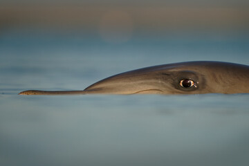 Common or Atlantic bottlenose dolphin - Tursiops truncatus, wide-ranging marine mammal of...
