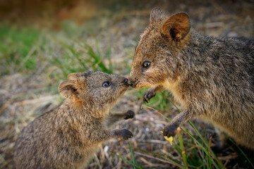 Quokka - Setonix brachyurus small macropod size of domestic cat, Like marsupials kangaroo and wallaby is herbivorous and mainly nocturnal, smaller islands off the coast of Western Australia, cute pet