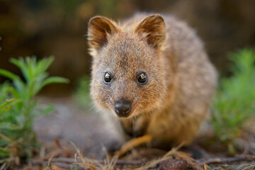 Quokka - Setonix brachyurus small macropod size of domestic cat, Like marsupials kangaroo and wallaby is herbivorous and mainly nocturnal, smaller islands off the coast of Western Australia, cute pet