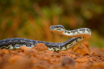 Carpet Python - Morelia spilota large snake of Pythonidae found in Australia, New Guinea, Bismarck Archipelago and the northern Solomon Islands. Snake on the road