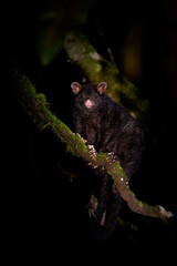 Short-eared possum -Trichosurus caninus nocturnal marsupial in Phalangeridae endemic to Australia, also called Mountain Brushtail possum or Bobuck fury animal on the tree in australian forest