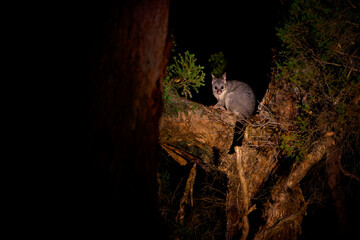 Common Brush-tailed Possum - Trichosurus vulpecula -nocturnal, semi-arboreal marsupial of Australia, introduced to New Zealand. Cute mammal on the tree trunk in the australian forest - 618900457