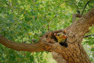 Common Brush-tailed Possum - Trichosurus vulpecula -nocturnal, semi-arboreal marsupial of...