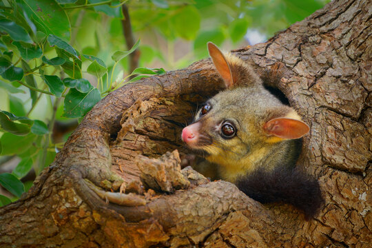 Common Brush-tailed Possum - Trichosurus vulpecula -nocturnal, semi-arboreal marsupial of Australia, introduced to New Zealand. Cute mammal on the tree trunk in the australian forest