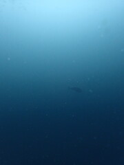 eagle ray distant in the ocean