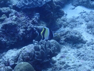 underwater photography with coral and fish