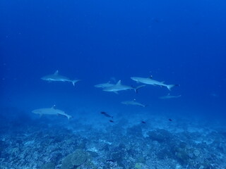 school of black tip reef sharks under water