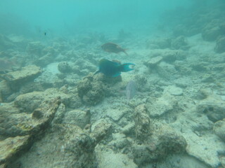 Fototapeta na wymiar fish underwater in maledives 