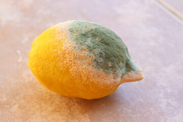 moldy and rotten lemon, front view