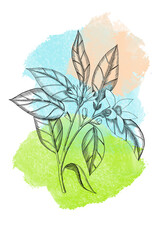 hand drawn illustration of Linear flowers With a colored background