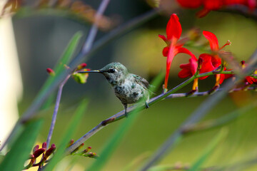Green Hummingbird Red Crocosmia 02